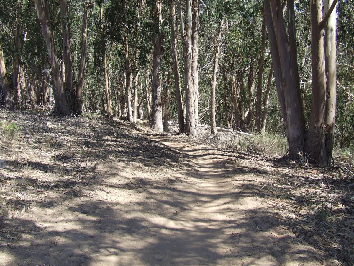 A dirt path winding through a grove of tall eucalyptus trees, with the ground covered in fallen leaves and twigs. The sunlight filters through the trees, creating a dappled light effect on the path. Montana De Oro mountain bike trail.