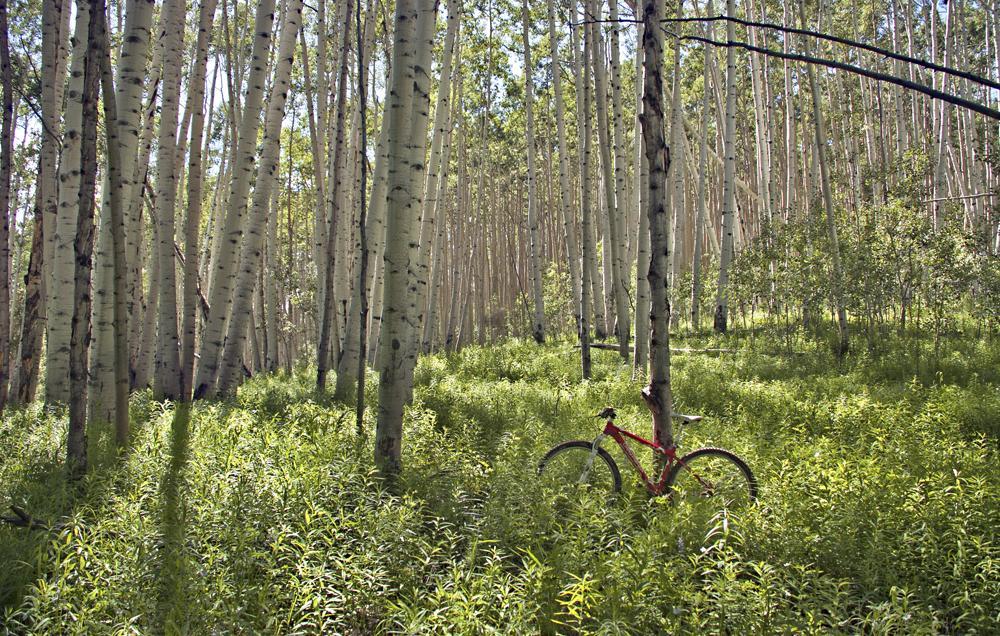 A red mountain bike leaning against a tree in a forest with tall, thin aspen trees and lush green undergrowth. Soft sunlight filters through the leaves, creating a serene and natural setting. Hunter Creek mountain bike trail.