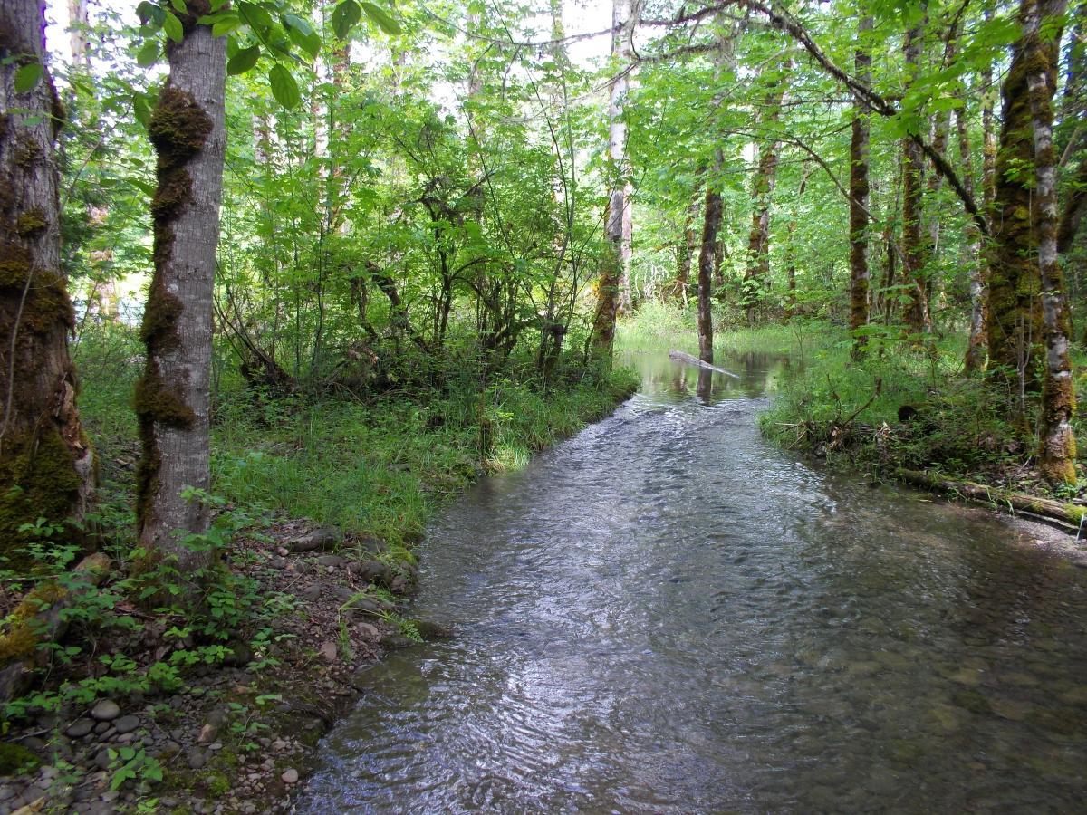 A serene forest scene featuring a gently flowing creek surrounded by lush greenery. Towering trees with textured bark and vibrant leaves line the waterway, creating a peaceful natural environment. Sunlight filters through the canopy, casting dappled shadows on the water and the ground. Elijiah Bristow State Park mountain bike trail.