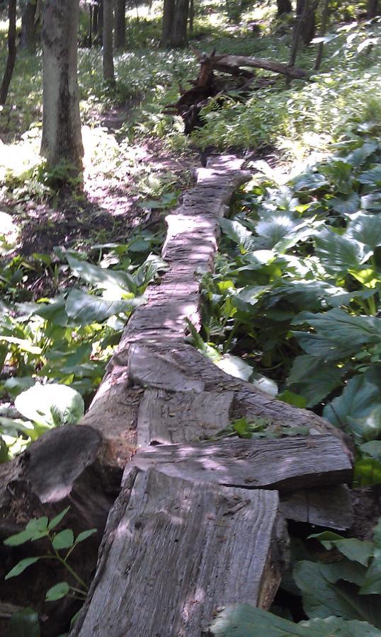 A sunlit forest pathway marked by a wooden log bridge surrounded by lush green foliage and plants. Northwest Park mountain bike trail.