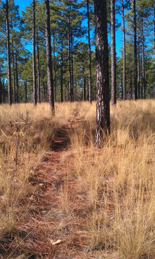 A narrow dirt path winding through a forest of tall pine trees, surrounded by patches of golden grass and fallen pine needles under a clear blue sky. All American Singletrack mountain bike trail.