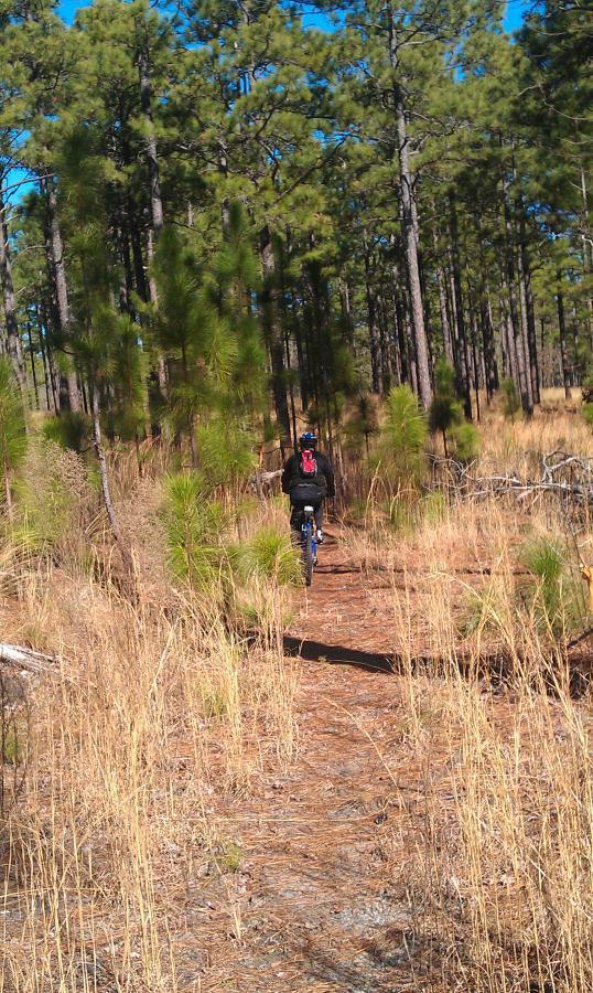 A person riding a bicycle along a narrow dirt trail in a pine forest, surrounded by tall trees and tall grass under a clear blue sky. All American Singletrack mountain bike trail.