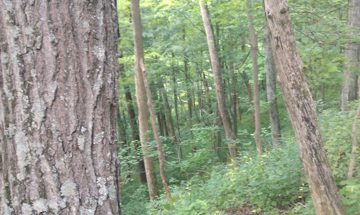 A dense forest scene featuring tall trees with textured bark in the foreground and lush greenery in the background. The image captures the tranquility of nature with a variety of shades of green. Versailles State Park mountain bike trail.