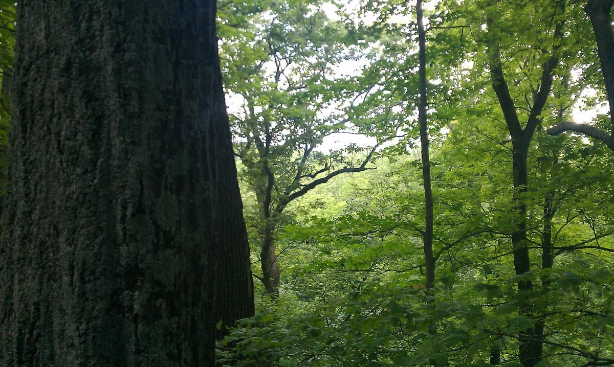 A peaceful forest scene featuring a close-up of a large tree trunk on the left, surrounded by lush green foliage and other trees in the background. The canopy creates a dappled light effect on the vibrant leaves, with a hint of blue sky visible through the branches. Versailles State Park mountain bike trail.