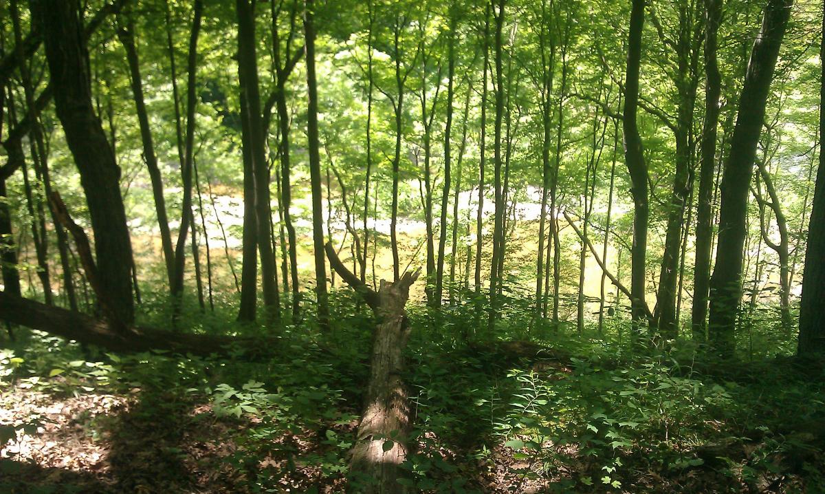 A serene forest scene featuring tall, green trees with lush foliage. In the foreground, a fallen log rests on the ground, surrounded by underbrush. The sunlight filters through the leaves, casting a gentle glow on a stream visible in the background. Versailles State Park mountain bike trail.