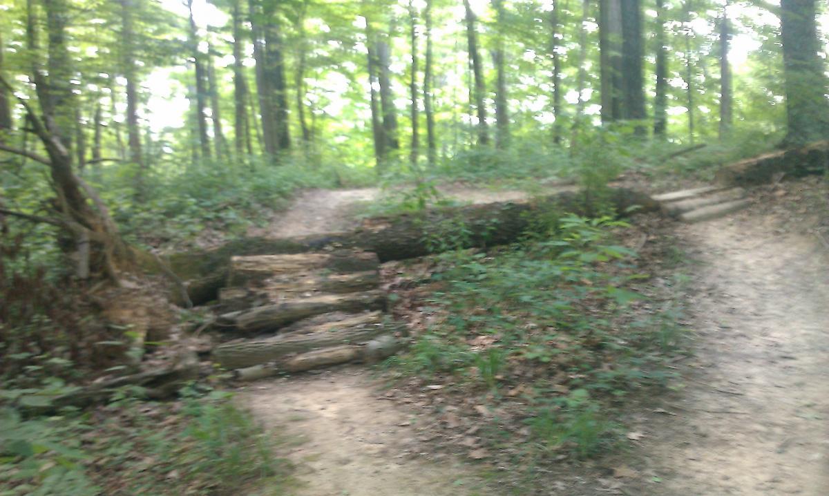 A forested area featuring a trail that splits into two directions. A fallen log crosses the path, and there are steps leading up to the right. The scene is lush with green foliage and trees, creating a serene, natural environment. Versailles State Park mountain bike trail.