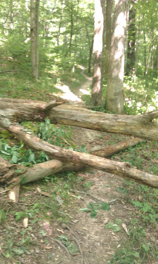 A narrow forest trail is partially obstructed by fallen logs, surrounded by lush green foliage and tall trees. The path winds through the wooded area, inviting exploration. Versailles State Park mountain bike trail.