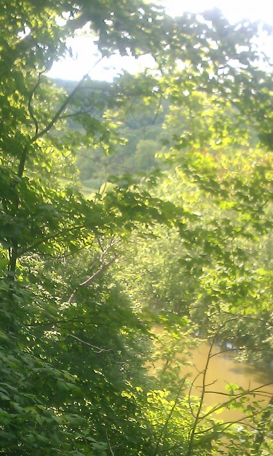 A lush, green landscape with dense foliage surrounding a winding river. Sunlight filters through the leaves, creating a serene and tranquil atmosphere in a natural setting. Versailles State Park mountain bike trail.