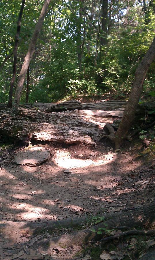 A rocky path winding through a forest, surrounded by tall trees and greenery. Sunlight filters through the leaves, creating dappled light on the trail, which is marked by scattered leaves and uneven terrain. Landahl Park Reserve mountain bike trail.