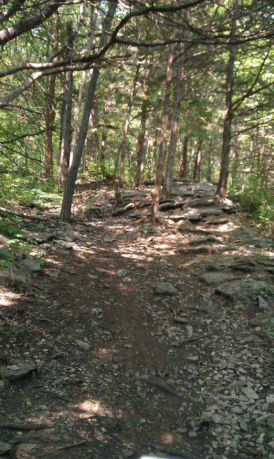 A rocky hiking trail winding through a lush forest, surrounded by tall trees and dappled sunlight filtering through the leaves. The path is uneven and covered with stones and roots. Landahl Park Reserve mountain bike trail.