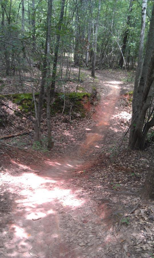 A winding dirt trail surrounded by dense green trees in a forested area, with patches of sunlight illuminating the path and fallen leaves on the ground. Harbins Park mountain bike trail.