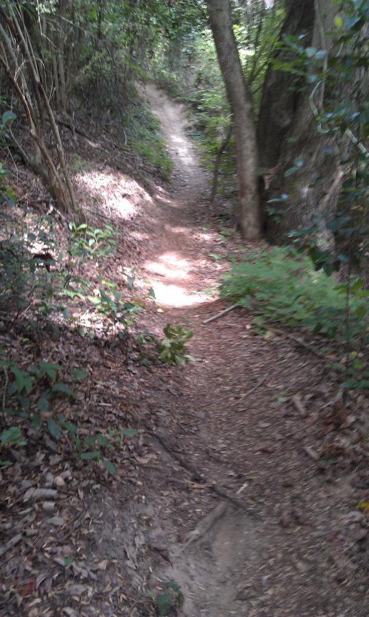 A winding dirt trail surrounded by lush greenery in a forested area, with sunlight filtering through the trees. The path is slightly overgrown with leaves and vegetation on either side. L.H. Thomson Trails mountain bike trail.