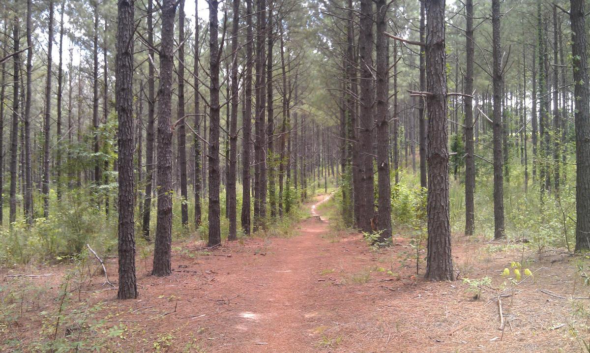 A winding dirt path surrounded by tall pine trees in a forest, with underbrush and greenery on either side. The scene is serene and inviting, showcasing the natural beauty of the woodland. Children's Home / Pig Trail mountain bike trail.