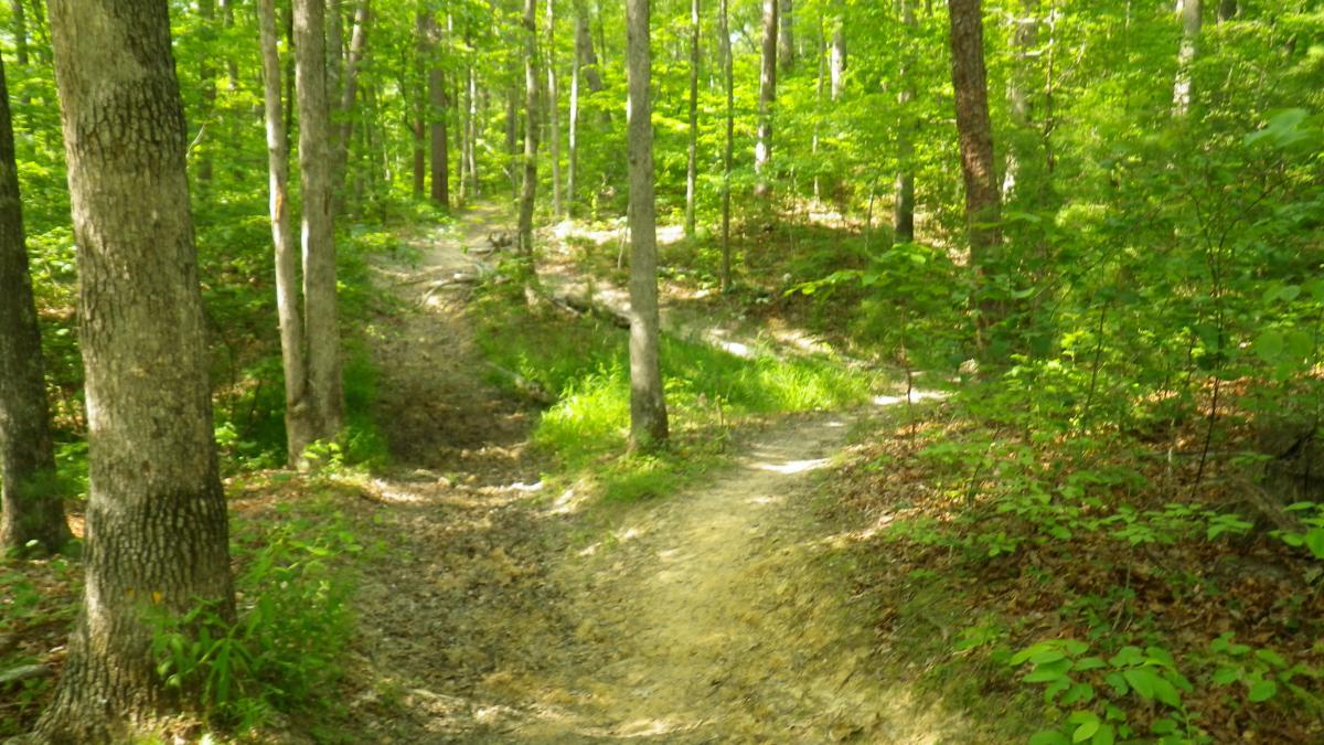 A dirt path winding through a lush green forest, with tall trees and vibrant greenery on either side. The path splits into two directions, inviting exploration of nature
