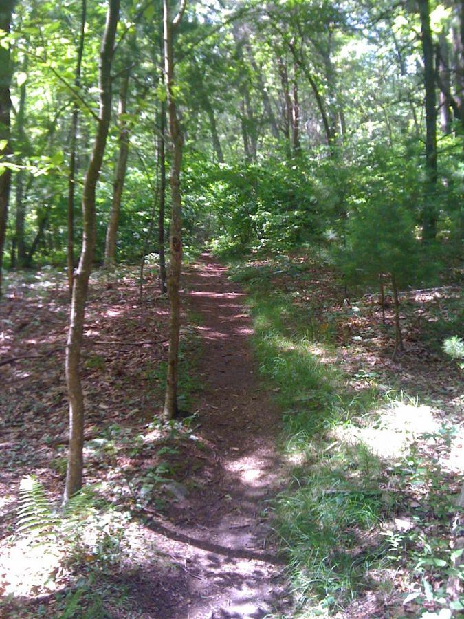 A narrow dirt path winding through a lush, green forest filled with trees and underbrush. Sunlight filters through the leaves, casting dappled light on the ground. Ferns and grass line the edges of the trail, creating a natural, serene atmosphere. Nobscot Mtn. mountain bike trail.