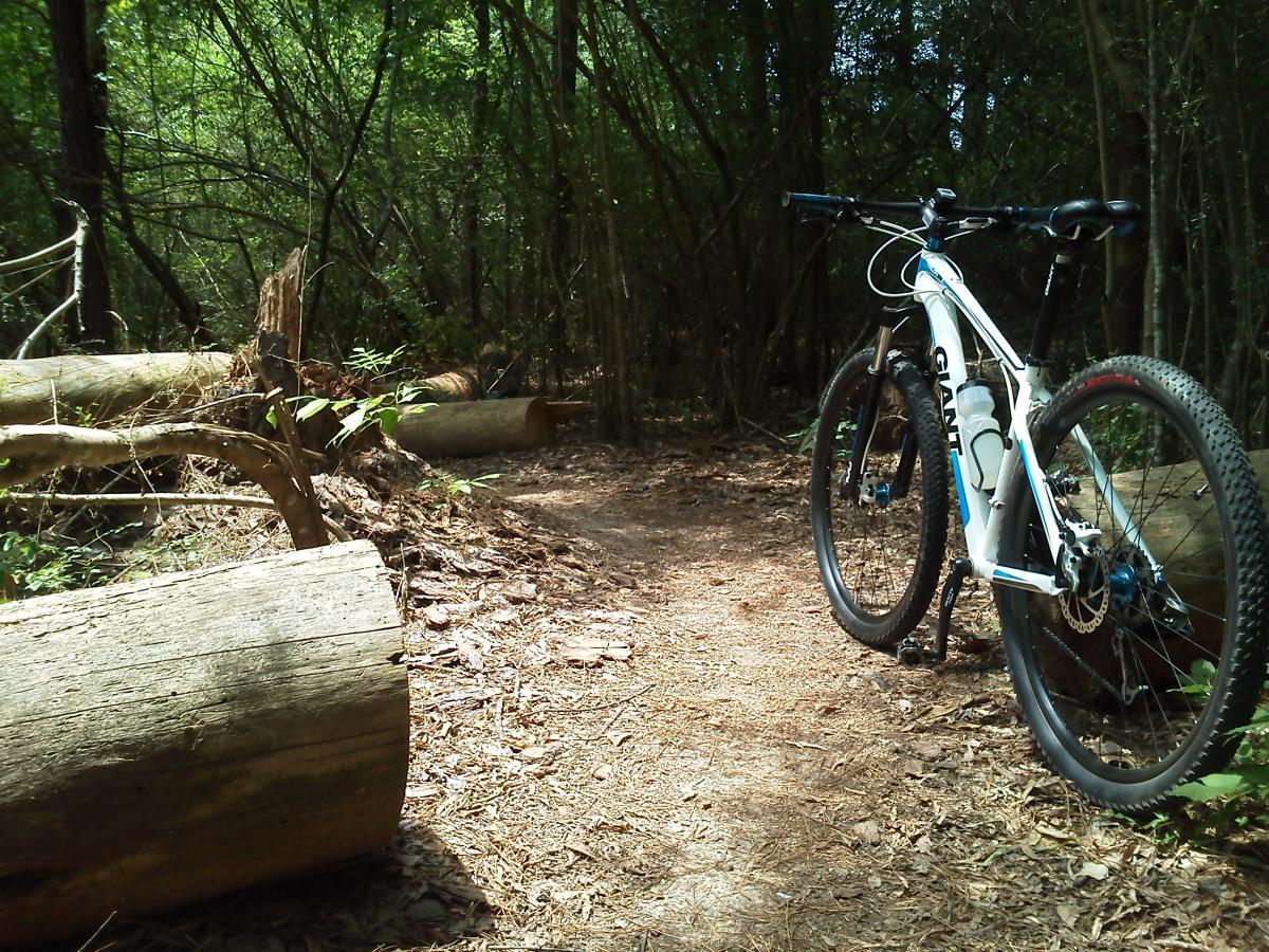 A mountain bike resting on a dirt path in a wooded area, surrounded by fallen logs and dense greenery. Sunlight filters through the trees, creating a serene atmosphere for outdoor exploration. Children's Home / Pig Trail mountain bike trail.