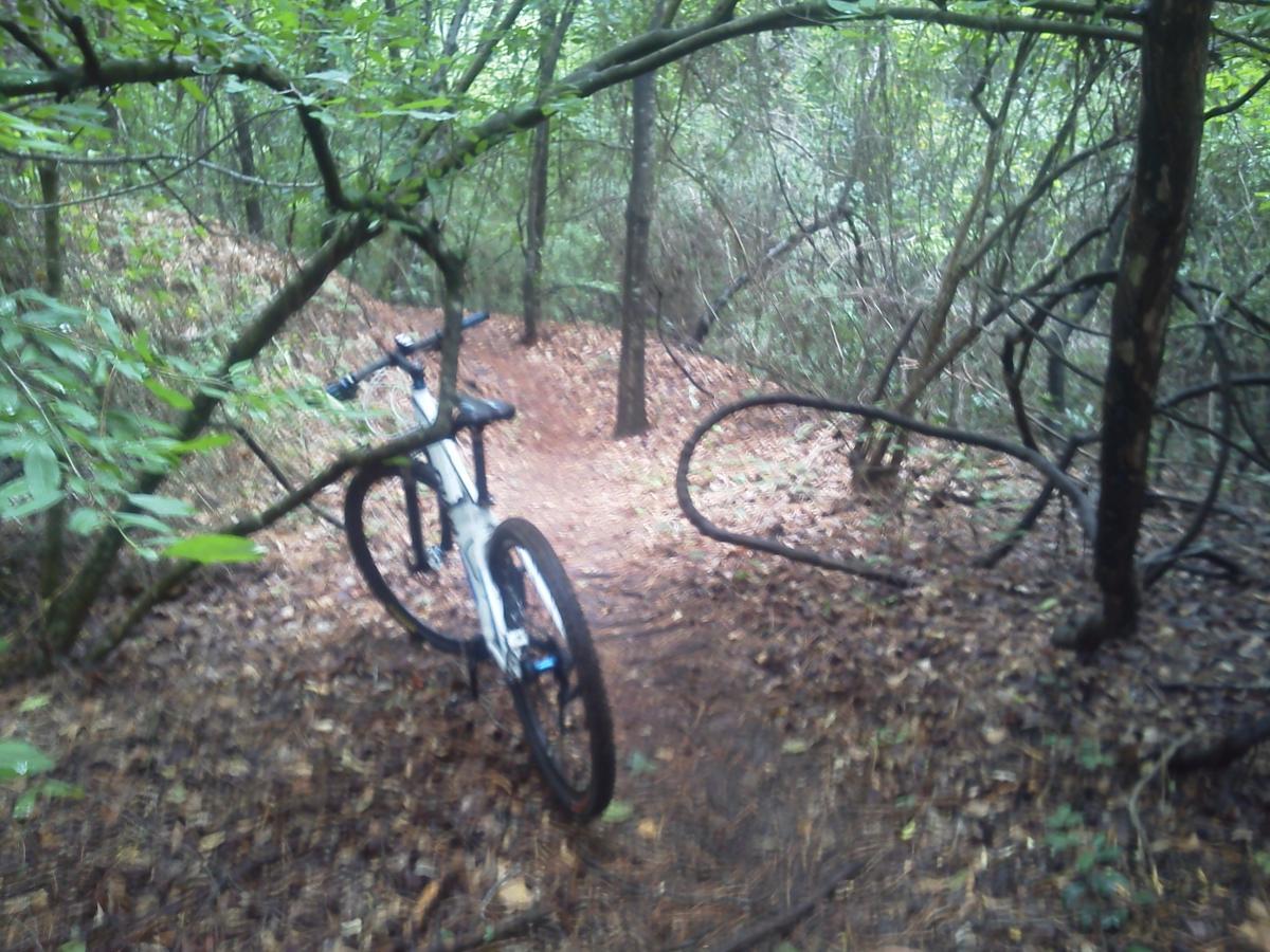 A mountain bike leaning against a tree along a narrow, wooded trail covered in fallen leaves and surrounded by dense foliage. L.H. Thomson Trails mountain bike trail.