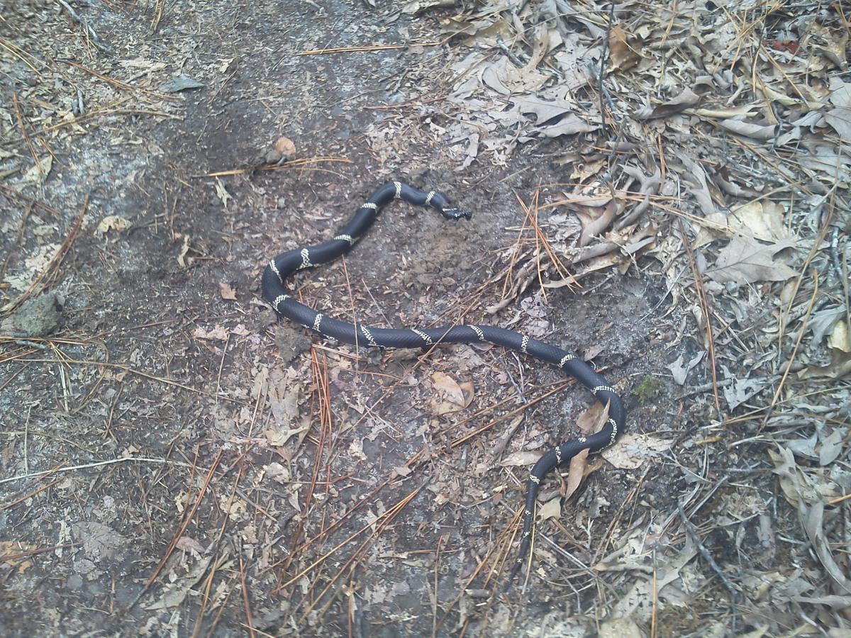 A black snake with white bands is slithering across a dirt path covered in dried leaves and pine needles. The surrounding terrain shows a mix of soil and scattered foliage. L.H. Thomson Trails mountain bike trail.