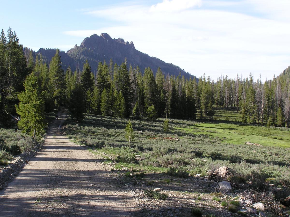 A dirt road winds through a lush green landscape, bordered by tall pine trees. In the background, rugged mountain peaks rise against a clear blue sky, with wispy clouds scattered above. The scene evokes a sense of tranquility and the beauty of nature. Frenchman Creek mountain bike trail.