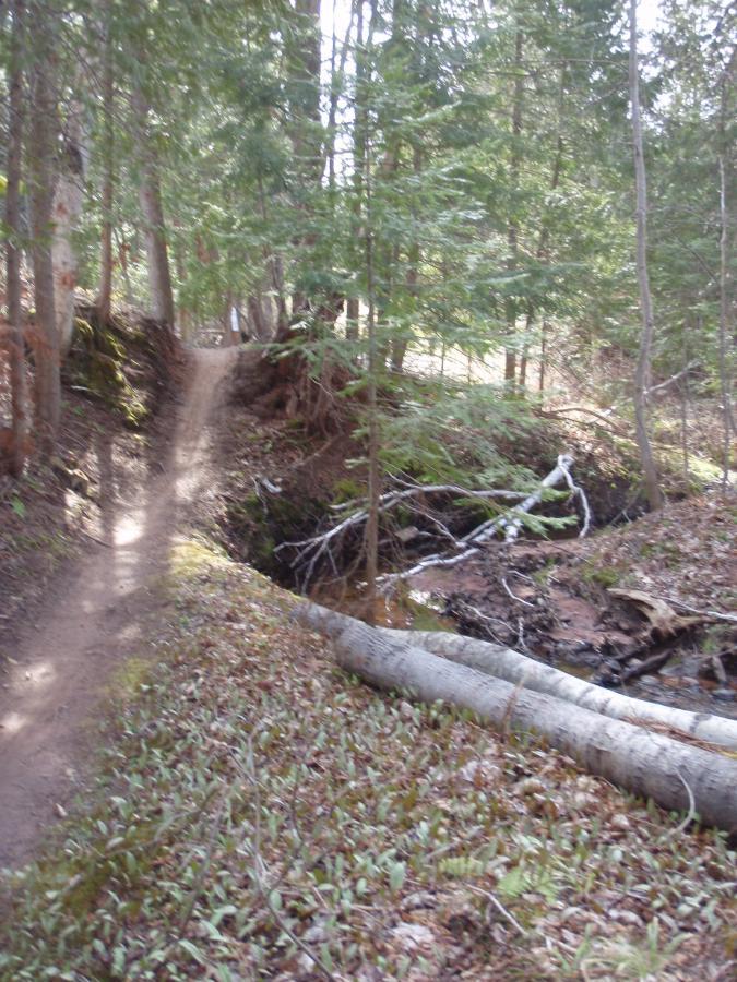 A winding dirt trail leads through a peaceful forest landscape, surrounded by tall trees and greenery. In the foreground, a fallen tree lies across the trail, and a small creek is visible to the right, framed by underbrush and additional fallen branches. The scene conveys a tranquil and natural setting ideal for hiking or exploring. Michigan Tech Trails mountain bike trail.