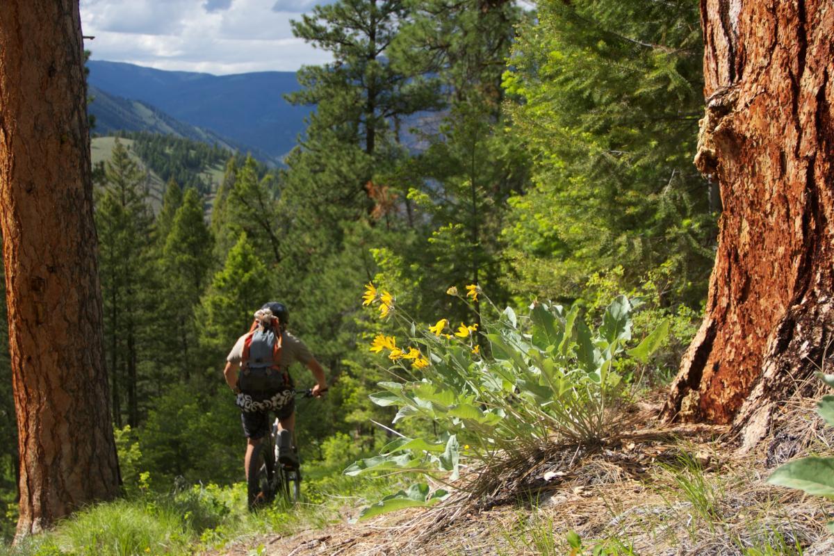 A mountain biker rides along a forest trail surrounded by tall pine trees and lush greenery. Wildflowers with yellow blooms emerge from the ground in the foreground, while mountains rise in the background under a partly cloudy sky. Carl Gulch Shuttle mountain bike trail.