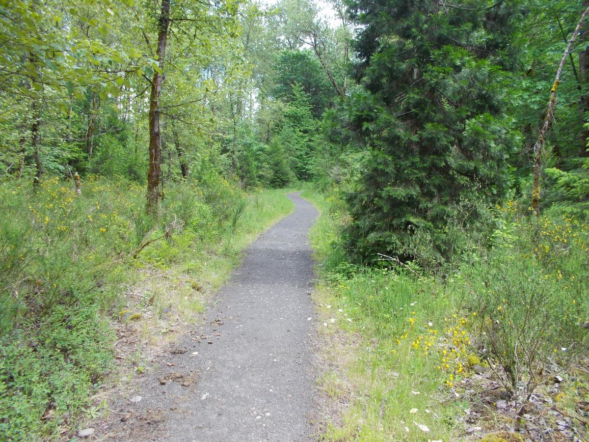 A winding, paved path through a lush green forest, bordered by trees and wildflowers, inviting exploration and enjoying nature. Elijiah Bristow State Park mountain bike trail.