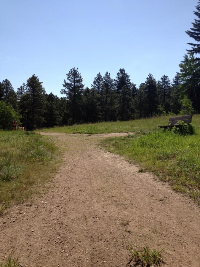 A dirt path diverging into two directions, surrounded by tall grass and pine trees under a clear blue sky. In the distance, a wooden bench is visible to the right, and a person with a dog can be seen walking on the left side of the path. Meyer Ranch Park mountain bike trail.