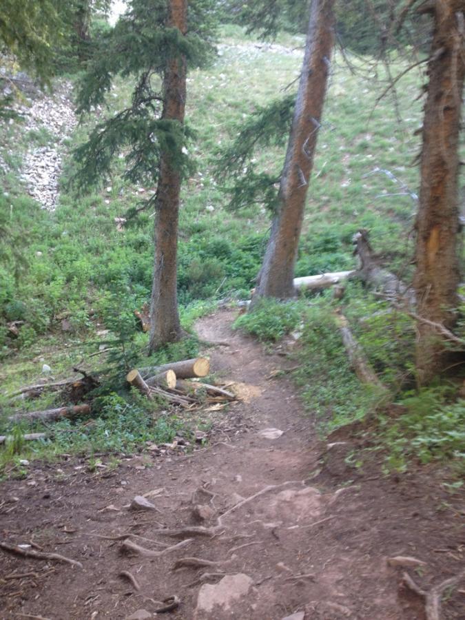 A dirt trail winding through a forest, flanked by tall evergreen trees. The path is uneven, with visible rocks and roots, and there are cut logs and greenery along the sides. A grassy area is visible in the background, suggesting a natural, wooded setting. Burro Pass mountain bike trail.