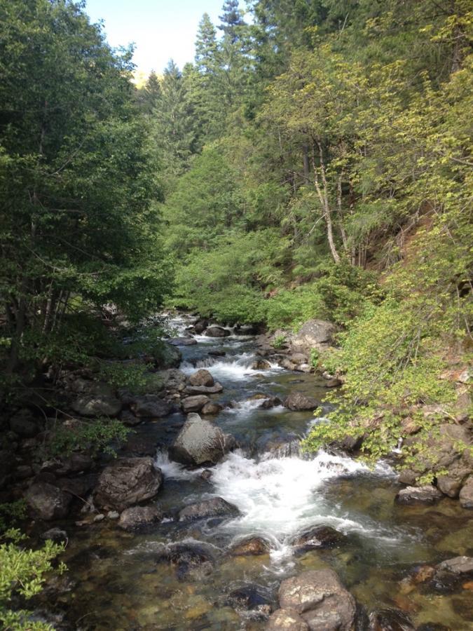 A lush, green landscape featuring a winding creek flowing through smooth rocks and vibrant foliage. Sunlight filters through the trees, creating a serene natural scene. Downieville Downhill mountain bike trail.