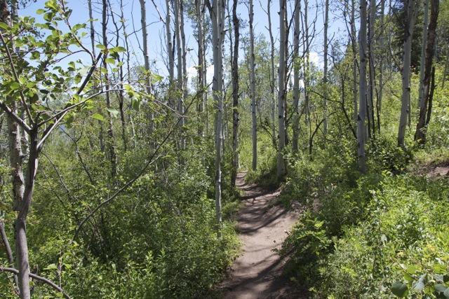 A narrow dirt path winding through a lush forest of green foliage and slender trees, under a clear blue sky. Emerald Mountain mountain bike trail.