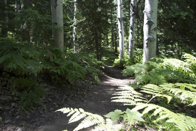 A serene forest pathway winding through green ferns and tall aspen trees, dappled sunlight filtering through the foliage. Emerald Mountain mountain bike trail.