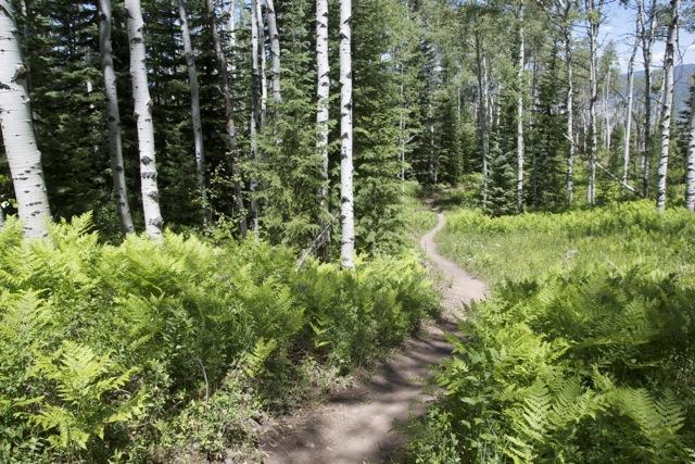 A winding dirt path through a lush forest, flanked by vibrant green ferns and tall trees, including slender aspen and coniferous varieties, under a clear blue sky. Emerald Mountain mountain bike trail.