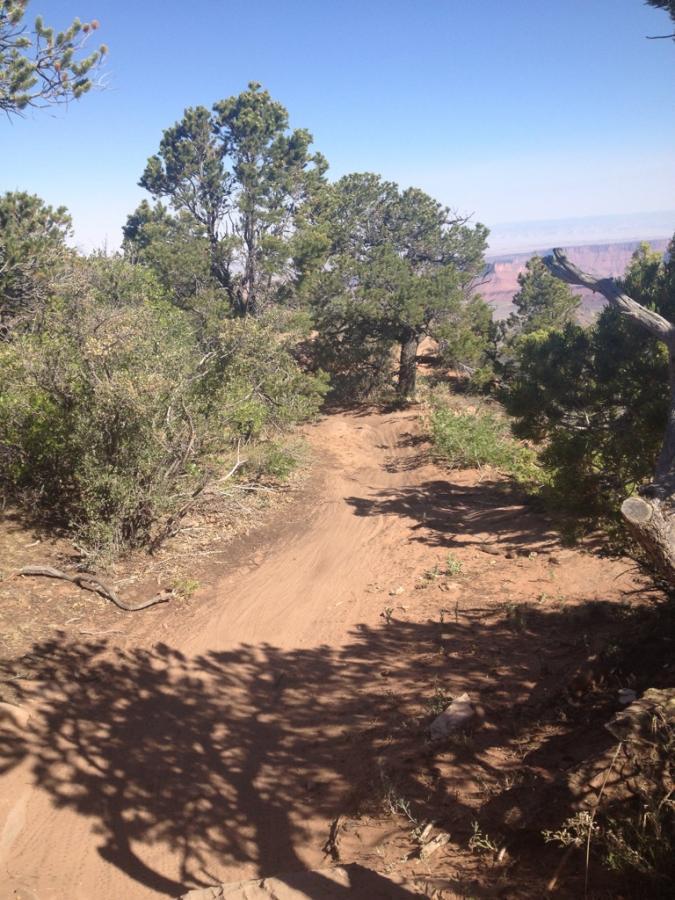 A narrow dirt trail winding through greenery and shrubs, with tall trees on both sides and a clear blue sky above. The path appears well-trodden and leads towards a distant view of canyon-like terrain. UPS And LPS mountain bike trail.