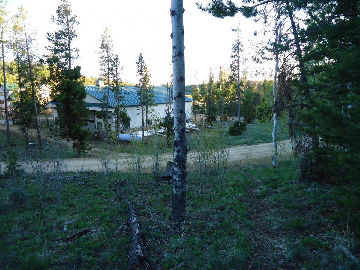 A rural scene featuring a dirt path leading past a green-roofed building surrounded by tall pine trees. The foreground shows a view of a tree trunk and grassy area, while the background includes more trees and a hint of the building