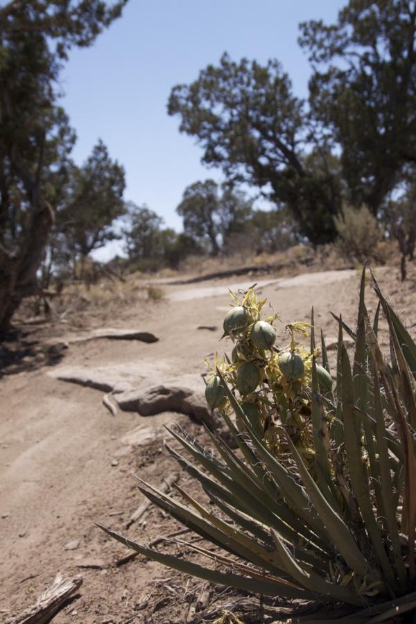 A close-up view of a green, flowering desert plant with spiky leaves, alongside a dirt path that curves through a dry landscape dotted with sparse vegetation and trees under a clear blue sky. Phil's World mountain bike trail.