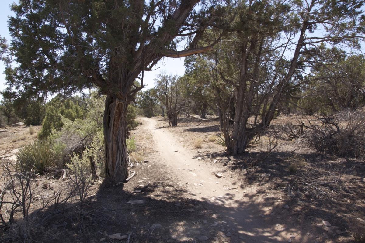 A dirt path winding through a dry landscape surrounded by sparse vegetation and trees. The scene is set under a clear blue sky, with sunlight casting shadows on the ground. Phil's World mountain bike trail.