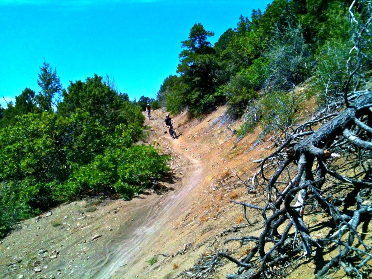 A dirt mountain bike trail winding through a forested area, with two cyclists riding along the path. The scene features vibrant greenery and blue sky above, while dead branches are visible in the foreground. Horse Gulch mountain bike trail.