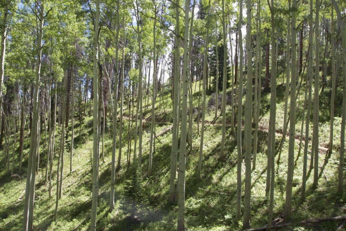 A dense grove of aspen trees on a hillside, with bright green leaves and sunlight filtering through the branches, creating dappled shadows on the ground. Vail Mountain Bike Park mountain bike trail.
