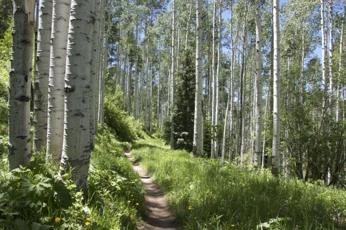 A winding dirt path through a lush forest of tall, white-barked aspen trees, surrounded by vibrant greenery and wildflowers. The scene is bright and sunny, showcasing a tranquil natural setting. Vail Mountain Bike Park mountain bike trail.