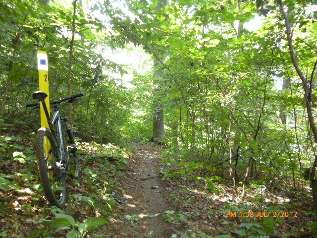 A mountain bike is leaning against a yellow trail marker labeled "2" along a narrow dirt path surrounded by lush green foliage in a forested area. Sunlight filters through the trees, illuminating the vibrant greenery along the trail. Etsu Campus Trail System mountain bike trail.