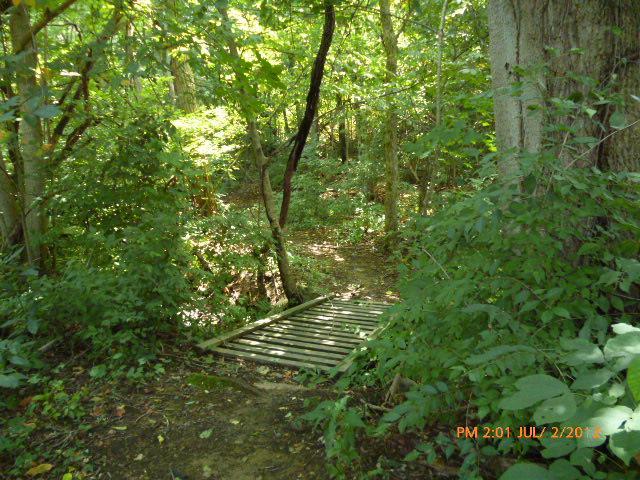 A wooden bridge or footpath leading through a dense, green forest, surrounded by trees and foliage, with sunlight filtering through the leaves. The scene captures a tranquil and natural environment. Etsu Campus Trail System mountain bike trail.