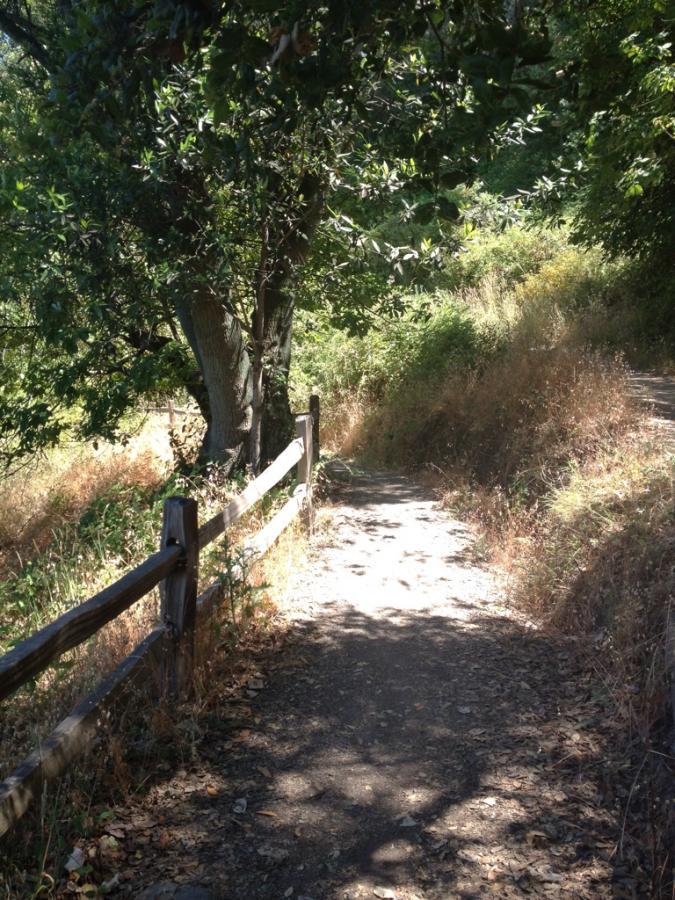 A narrow dirt path winding through a wooded area, bordered by a wooden fence. The path is surrounded by lush greenery and dry grass, with dappled sunlight filtering through the trees. China Camp mountain bike trail.