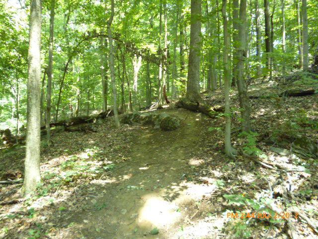 A sunlit forest path winding through a dense grove of trees, with sunlight filtering through the leaves, highlighting earthy tones on the ground and vegetation. Etsu Campus Trail System mountain bike trail.