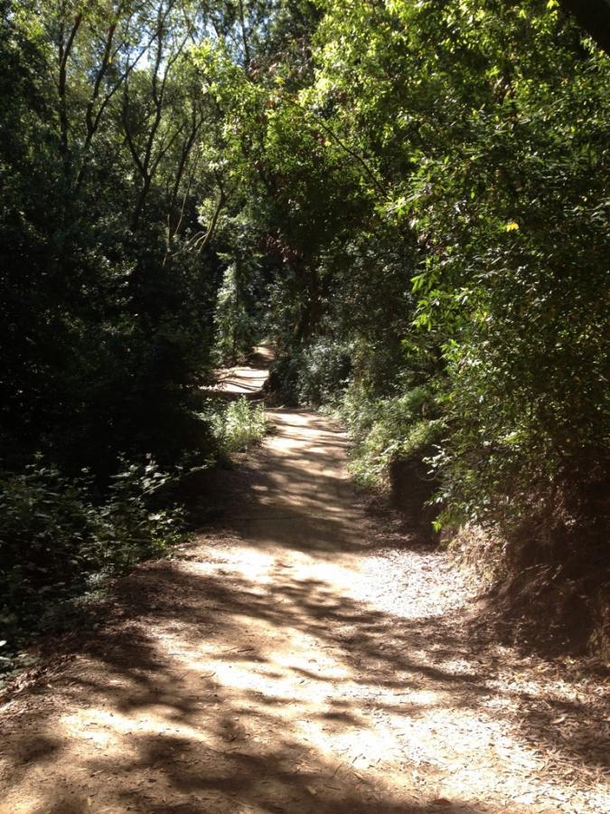A winding dirt path through a lush green forest, surrounded by tall trees and vibrant foliage. Sunlight filters through the leaves, casting dappled shadows on the trail, inviting exploration. Greenbelt Park mountain bike trail.