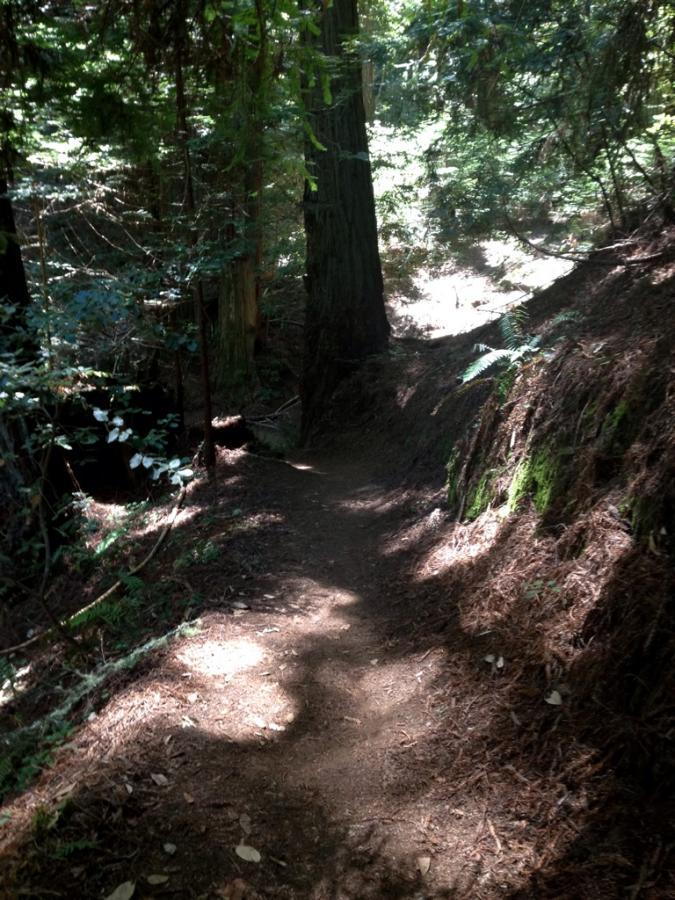 A narrow dirt path winding through a lush green forest, surrounded by tall trees and dappled sunlight filtering through the leaves. The ground is covered in fallen leaves and pine needles, with varying shades of green and brown creating a serene natural atmosphere. El Corte De Madera Creek Open Space mountain bike trail.