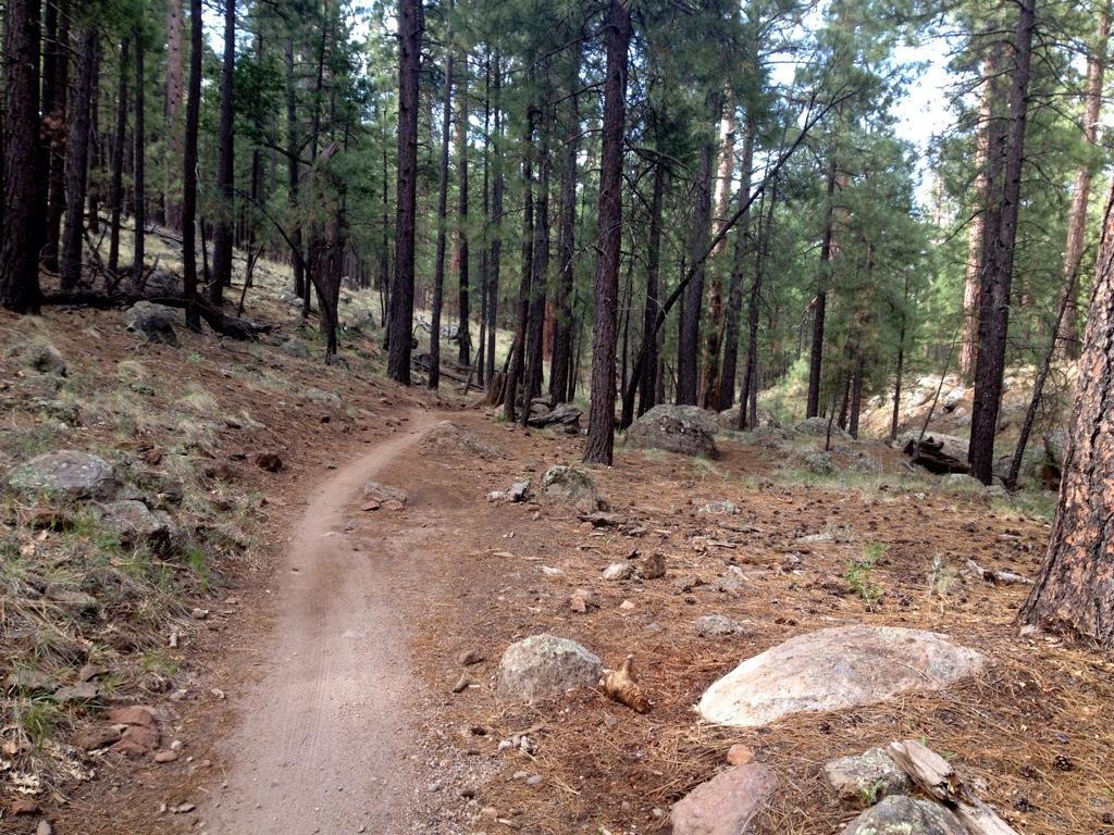 A winding dirt path through a forest of tall pine trees, surrounded by scattered rocks and patches of grass. The scene features a natural landscape with earthy tones and dappled sunlight filtering through the branches. Schultz Creek mountain bike trail.