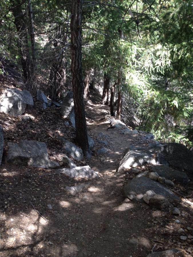 A narrow hiking trail winding through a wooded area, surrounded by tall trees and rocky terrain. Sunlight filters through the branches, casting dappled shadows on the path. Mount Wilson Trail mountain bike trail.