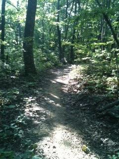 A narrow dirt trail winding through a lush green forest, illuminated by dappled sunlight filtering through the trees. The path is surrounded by greenery, including plants and leaves, creating a serene and natural atmosphere. Five Points mountain bike trail.