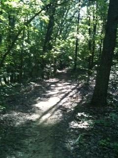 A sunlit trail winding through a lush green forest, surrounded by tall trees and dappled sunlight creating patterns on the ground. Five Points mountain bike trail.