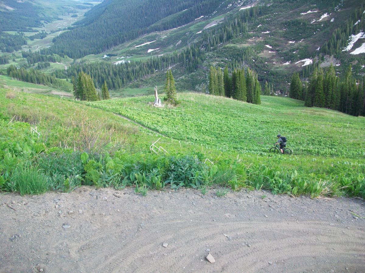 A mountain biker riding down a grassy slope surrounded by lush greenery and distant mountains, with trees lining the hillside and a winding trail visible in the landscape. Trail 401 mountain bike trail.